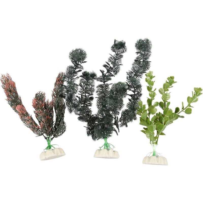 Aquarium Plants C8811
