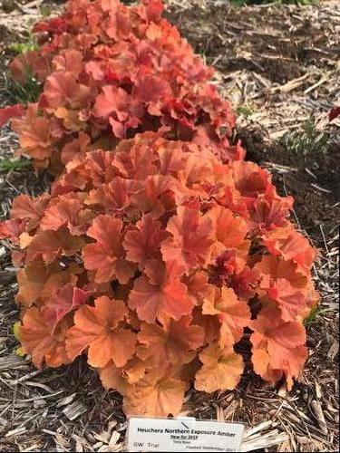 Amber Heuchera Coral Bells Gallon Pot I598148