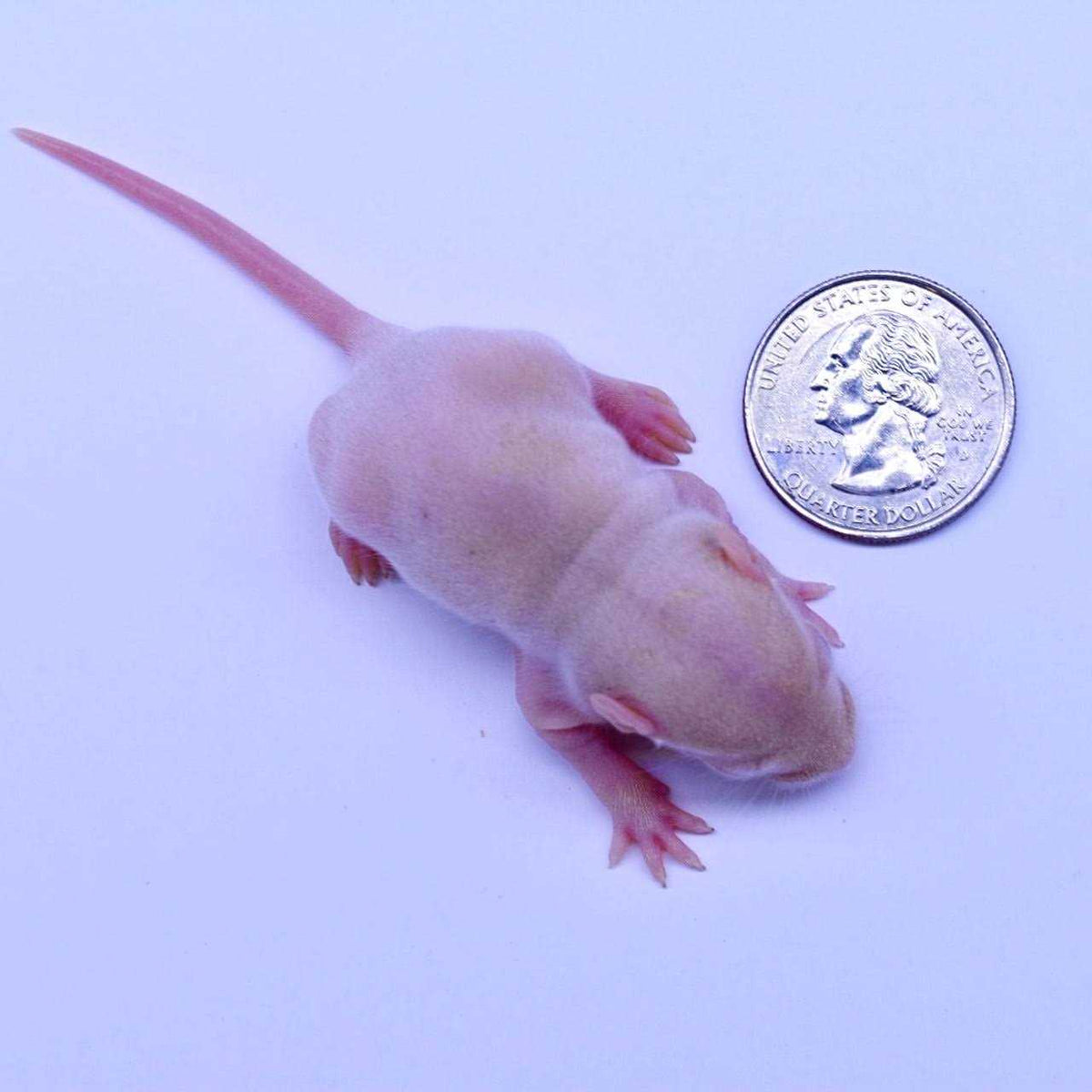 Frozen Mice Feeders Combo Pack 150 Count G405