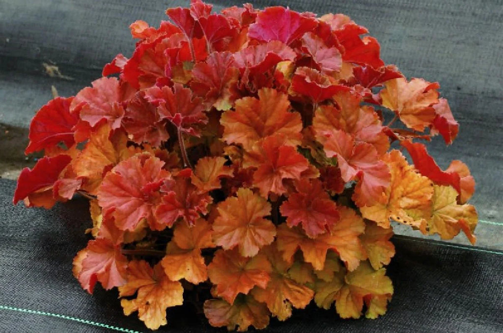 Amber Heuchera Coral Bells Gallon Pot I598148