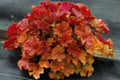 Amber Heuchera Coral Bells Gallon Pot I598148