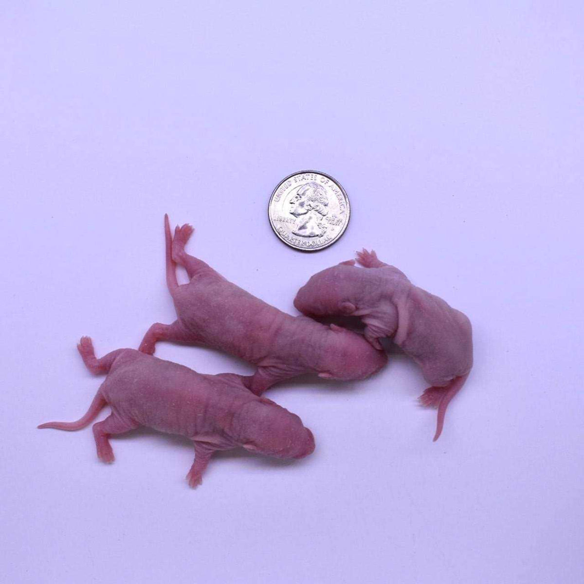 Frozen Mice Feeders Combo Pack 150 Count G405