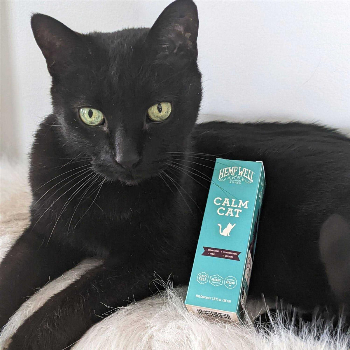 Calm Cat Y792