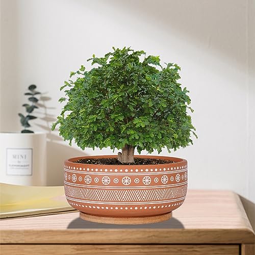 8 Inch Terracotta Succulent Planter Pot with Drainage Hole and Bamboo Tray B218