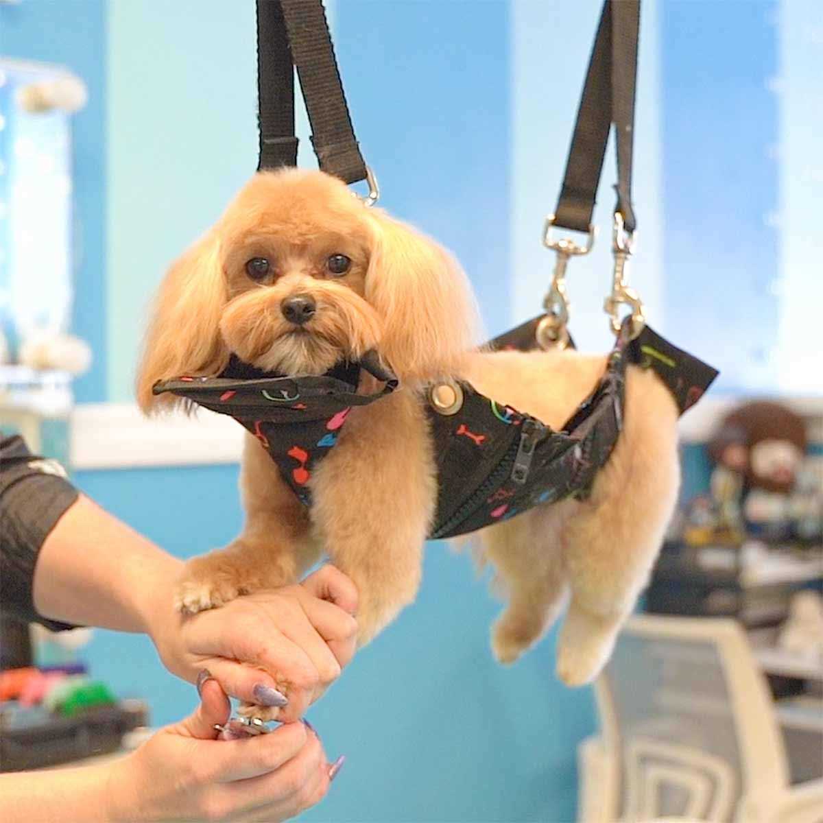 Black Pet Nail Grooming Hammock G374929