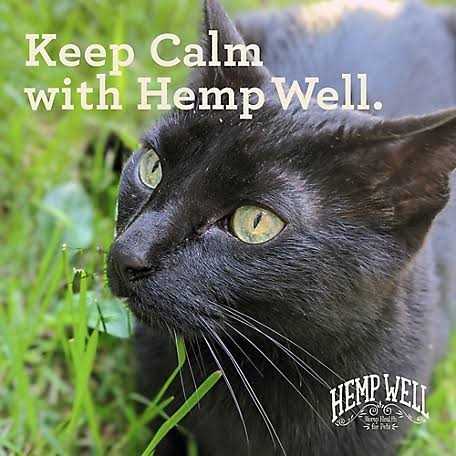 Calm Cat Y792